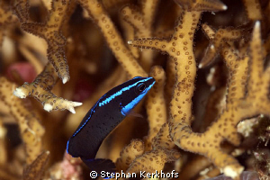 blue-striped dottyback taken with 180mm. by Stephan Kerkhofs 